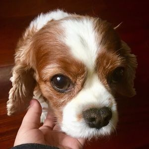 Meet your Posher, Georgia